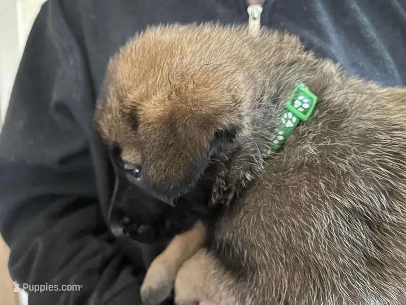 Green collar – Belgian Malinois puppy for sale in Sabattus, ME