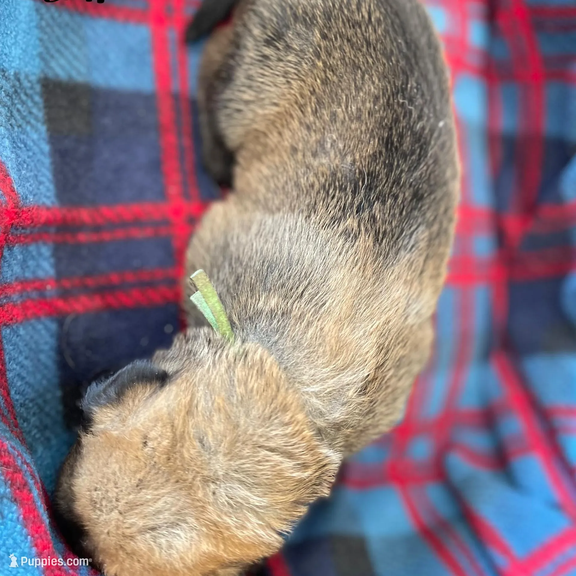 Green collar, a male Belgian Malinois for sale in Sabattus, ME – Photo 3 of 3