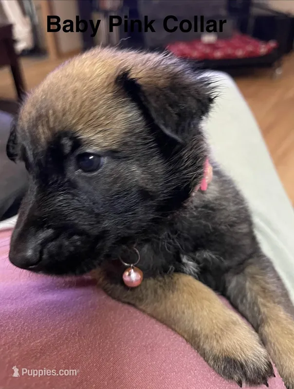 Baby pink collar – Belgian Malinois puppy for sale in Sabattus, ME