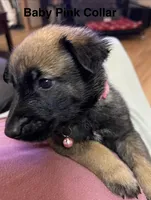 Baby pink collar, a female Belgian Malinois for sale in Sabattus, ME – Photo 2 of 5