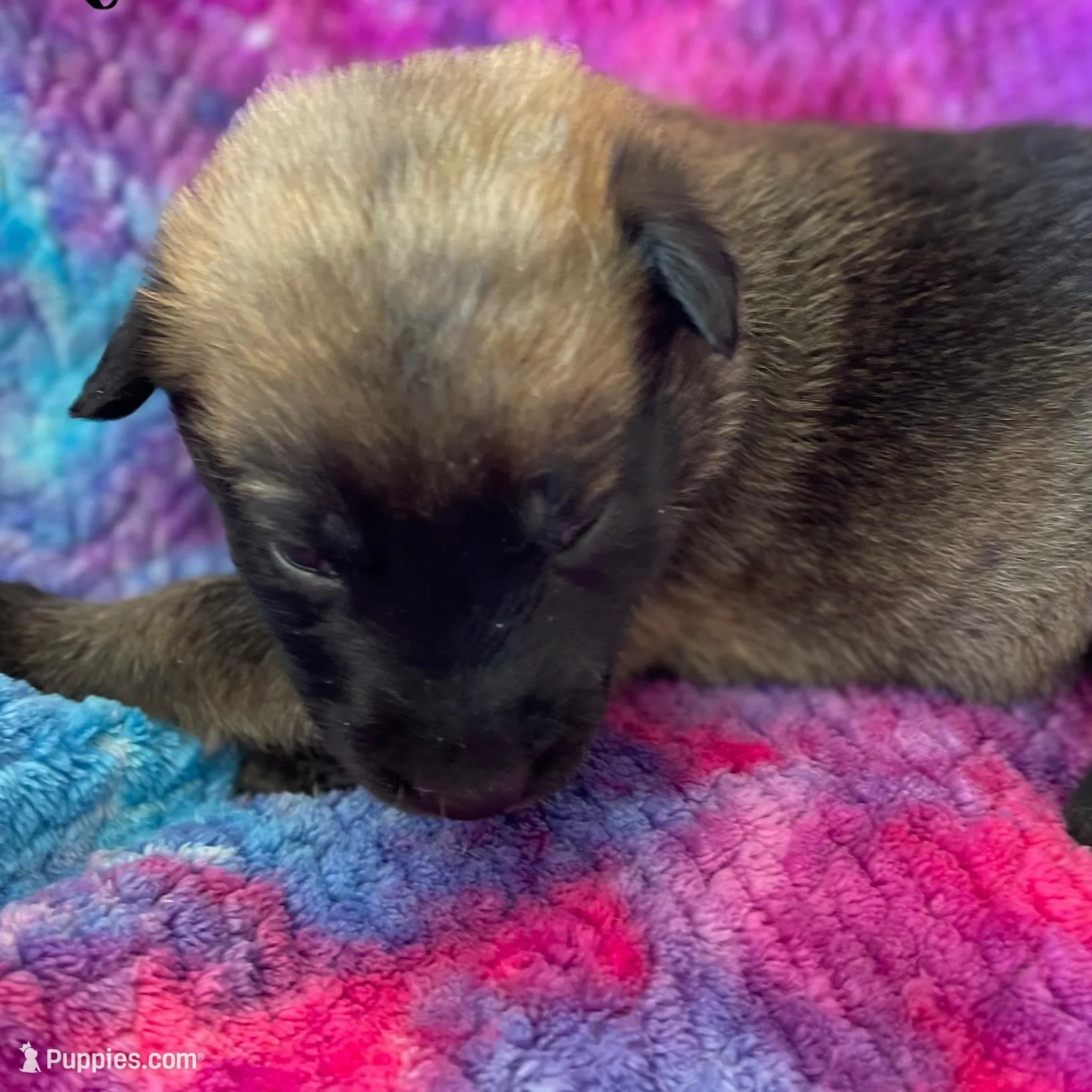 Baby pink collar, a female Belgian Malinois for sale in Sabattus, ME – Photo 2 of 3