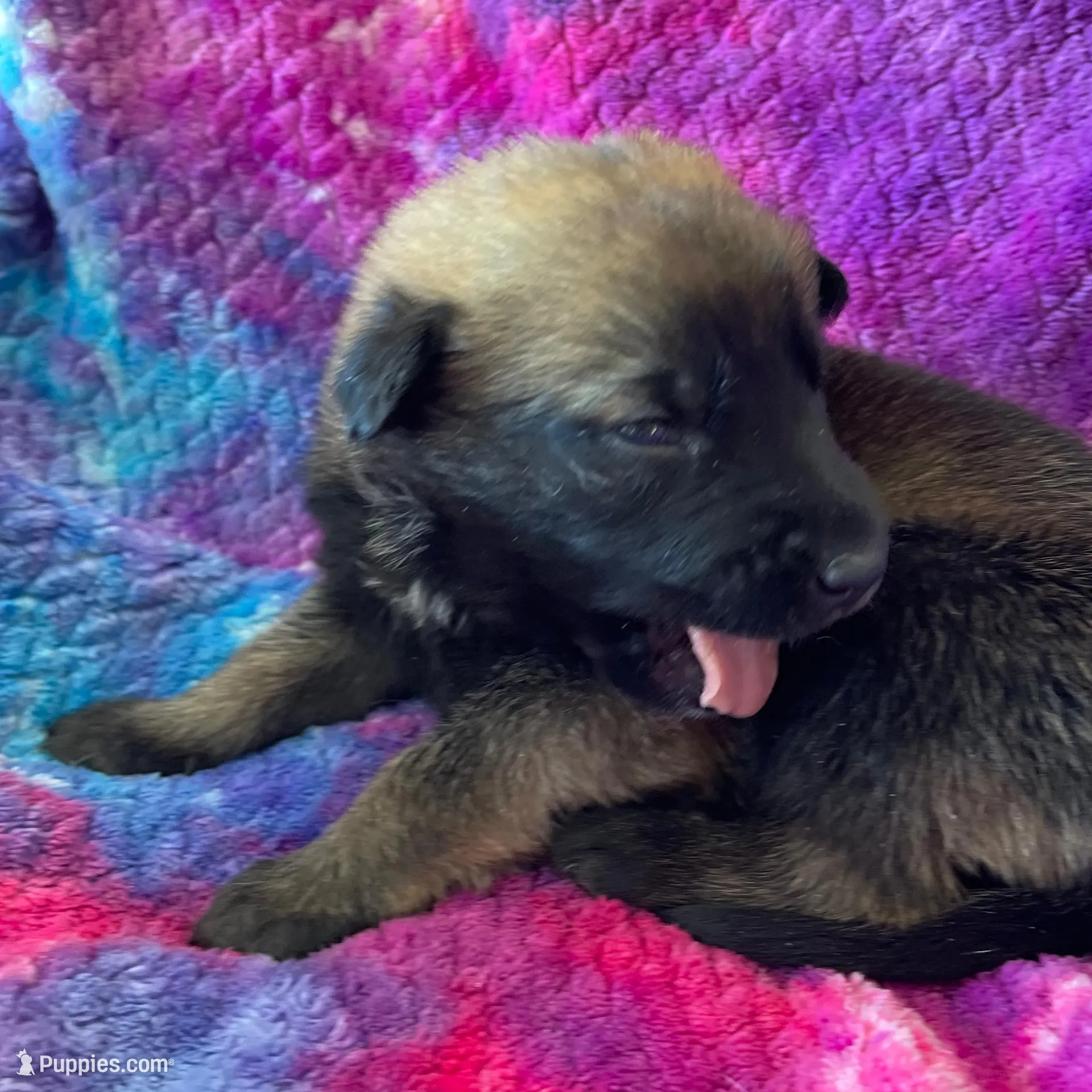 Baby pink collar, a female Belgian Malinois for sale in Sabattus, ME – Photo 3 of 3