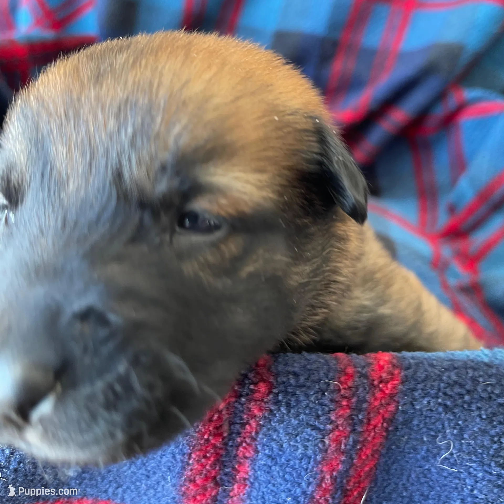 Orange collar, a male Belgian Malinois for sale in Sabattus, ME – Photo 3 of 4