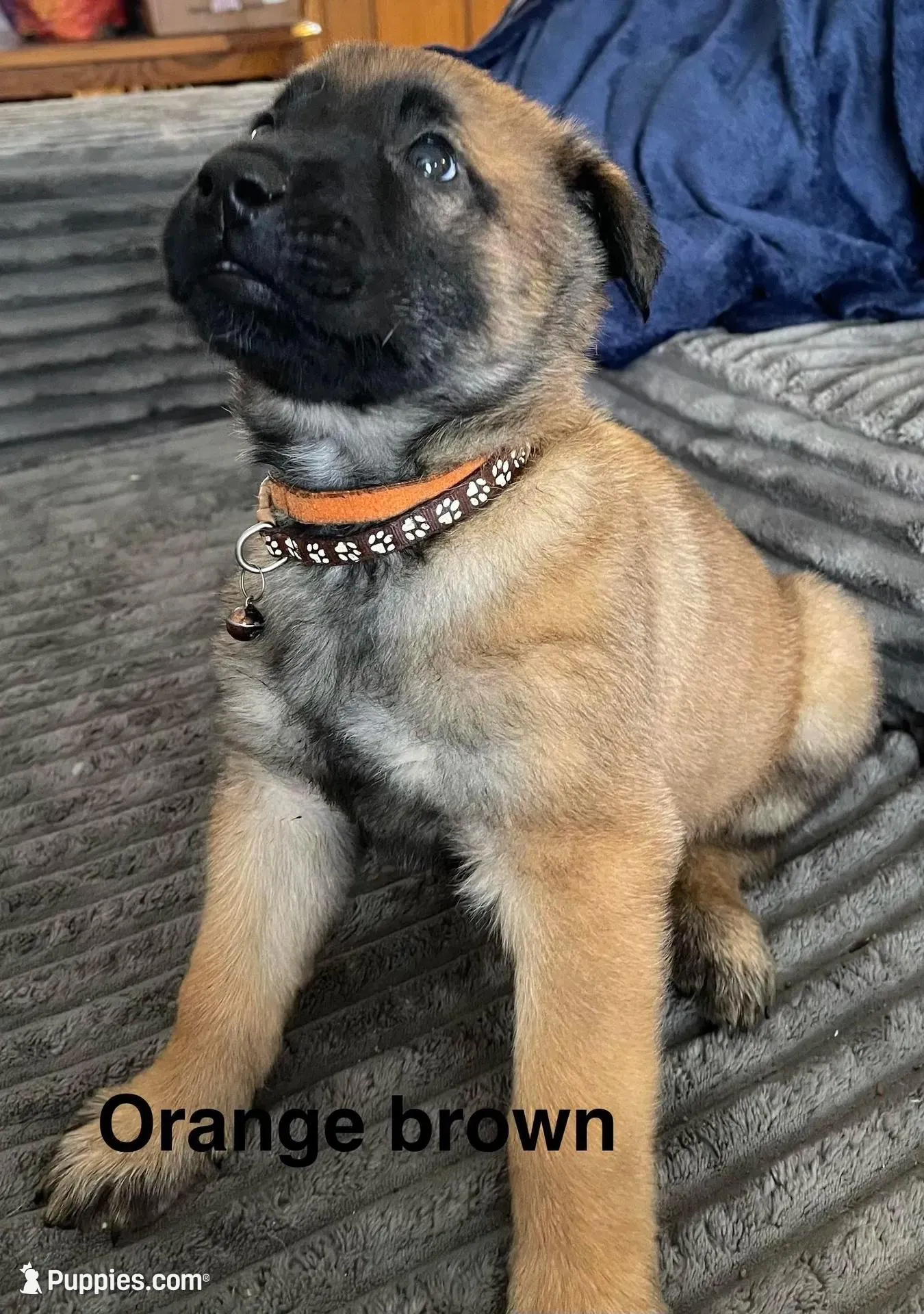 Orange collar – Belgian Malinois puppy for sale in Sabattus, ME