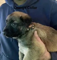 Orange collar, a male Belgian Malinois for sale in Sabattus, ME – Photo 2 of 5