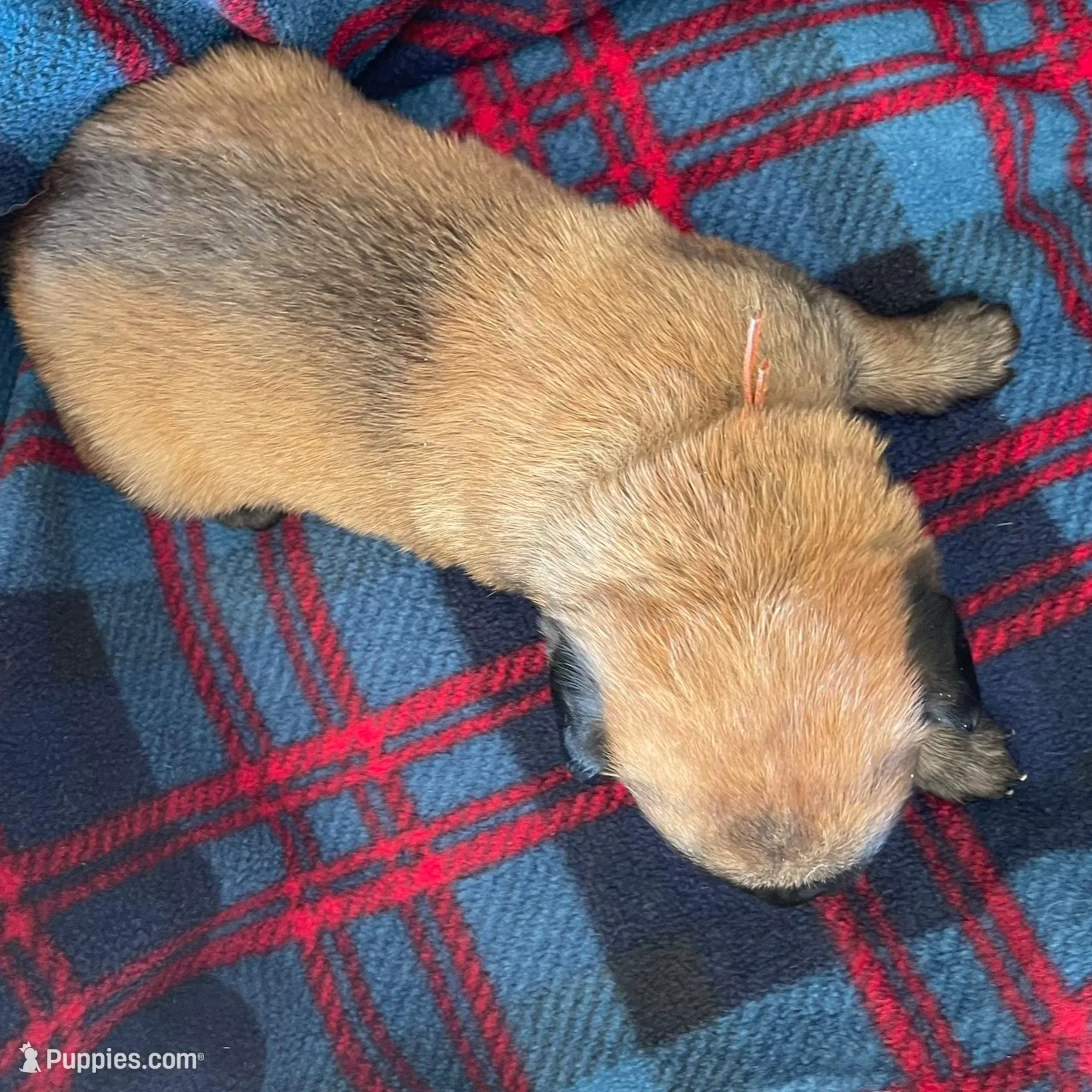 Orange collar, a male Belgian Malinois for sale in Sabattus, ME – Photo 2 of 4