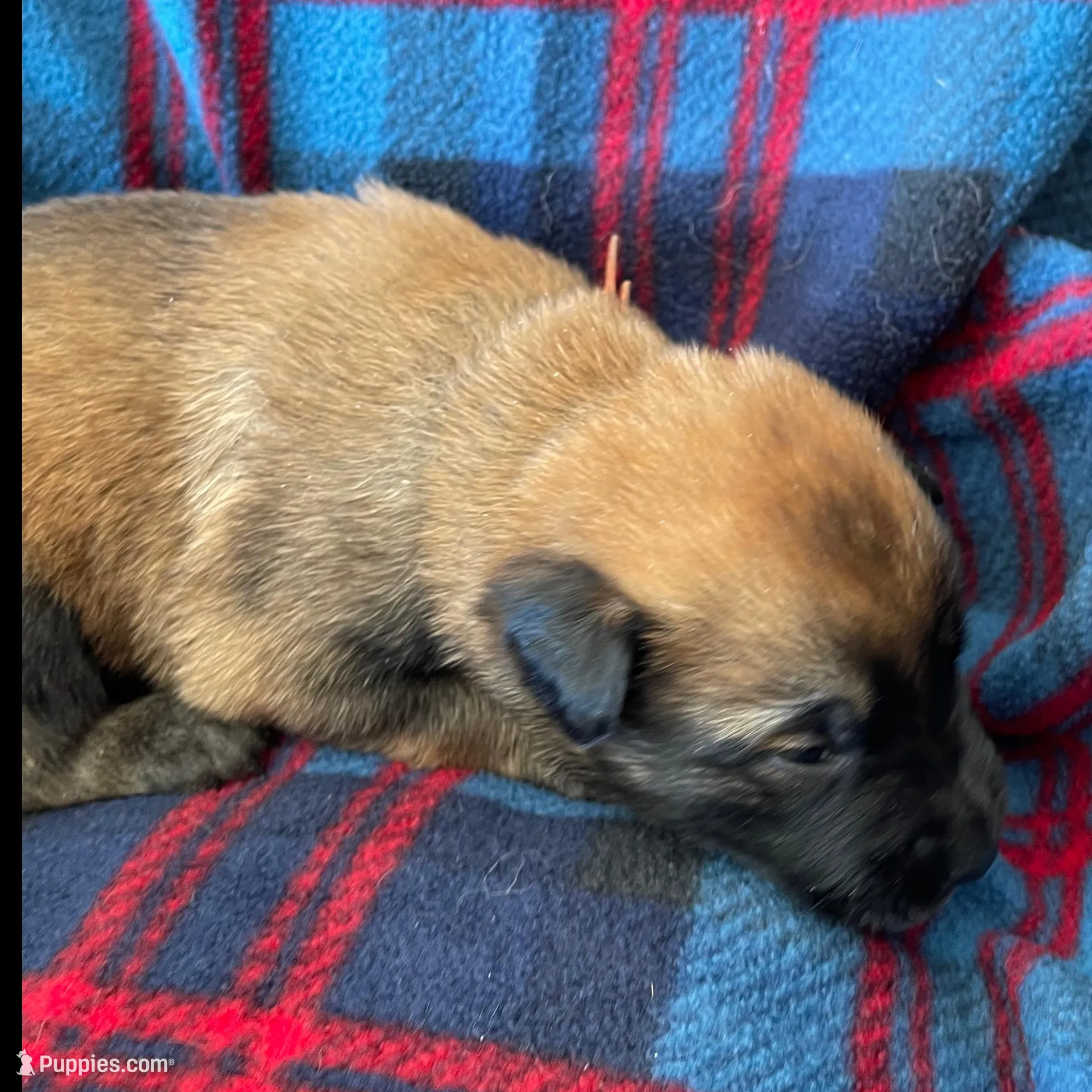 Orange collar, a male Belgian Malinois for sale in Sabattus, ME – Photo 4 of 4