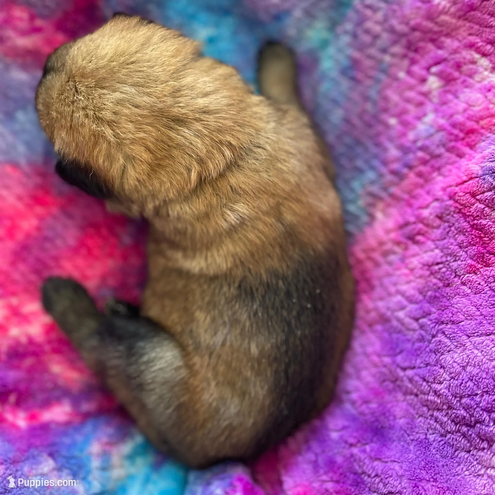Light Pink Girl, a female Belgian Malinois for sale in Sabattus, ME – Photo 3 of 3