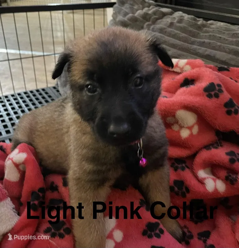 Light Pink Girl – Belgian Malinois puppy for sale in Sabattus, ME