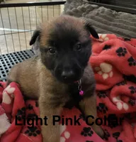Light Pink Girl, a female Belgian Malinois for sale in Sabattus, ME – Photo 2 of 5
