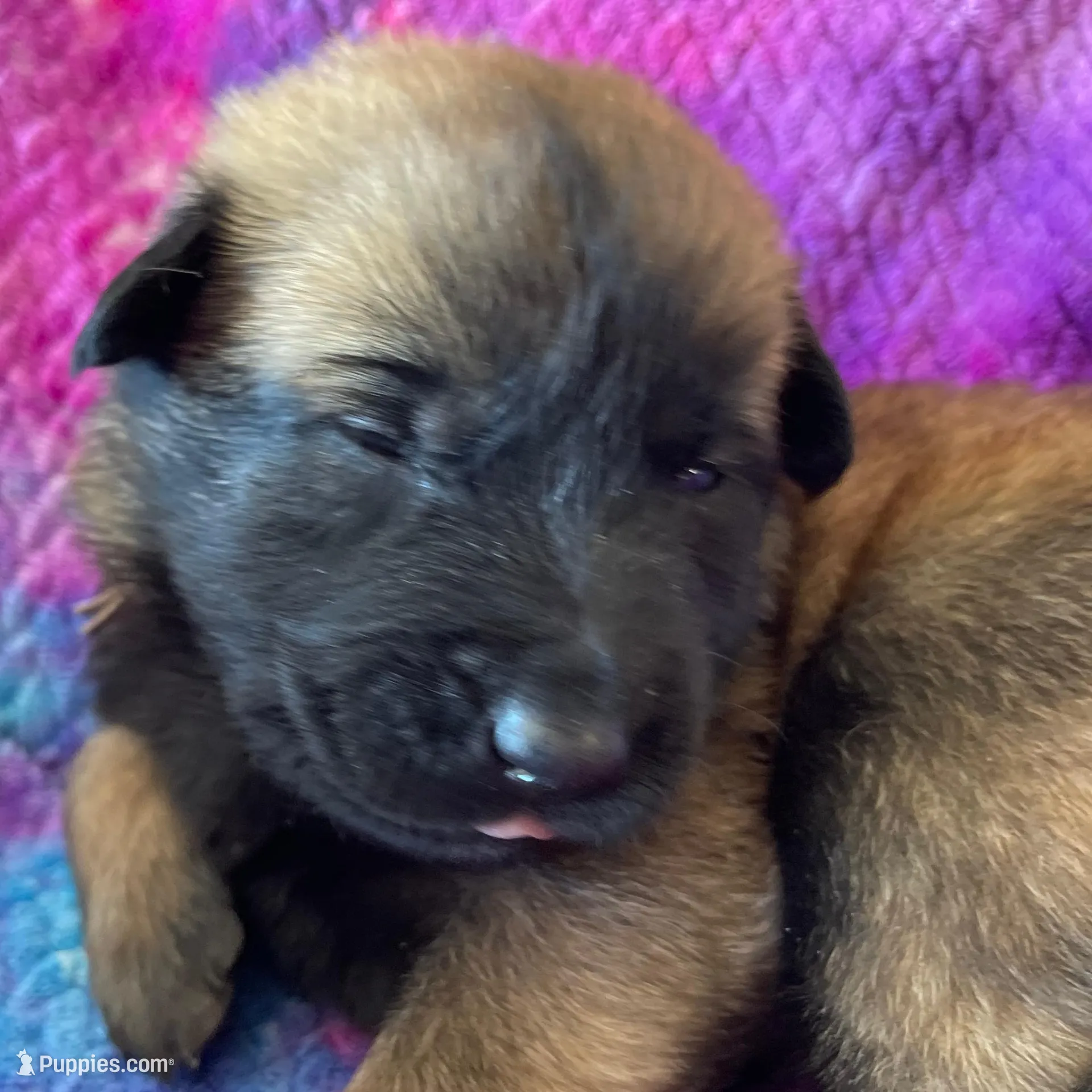 Light Pink Girl, a female Belgian Malinois for sale in Sabattus, ME – Photo 2 of 3