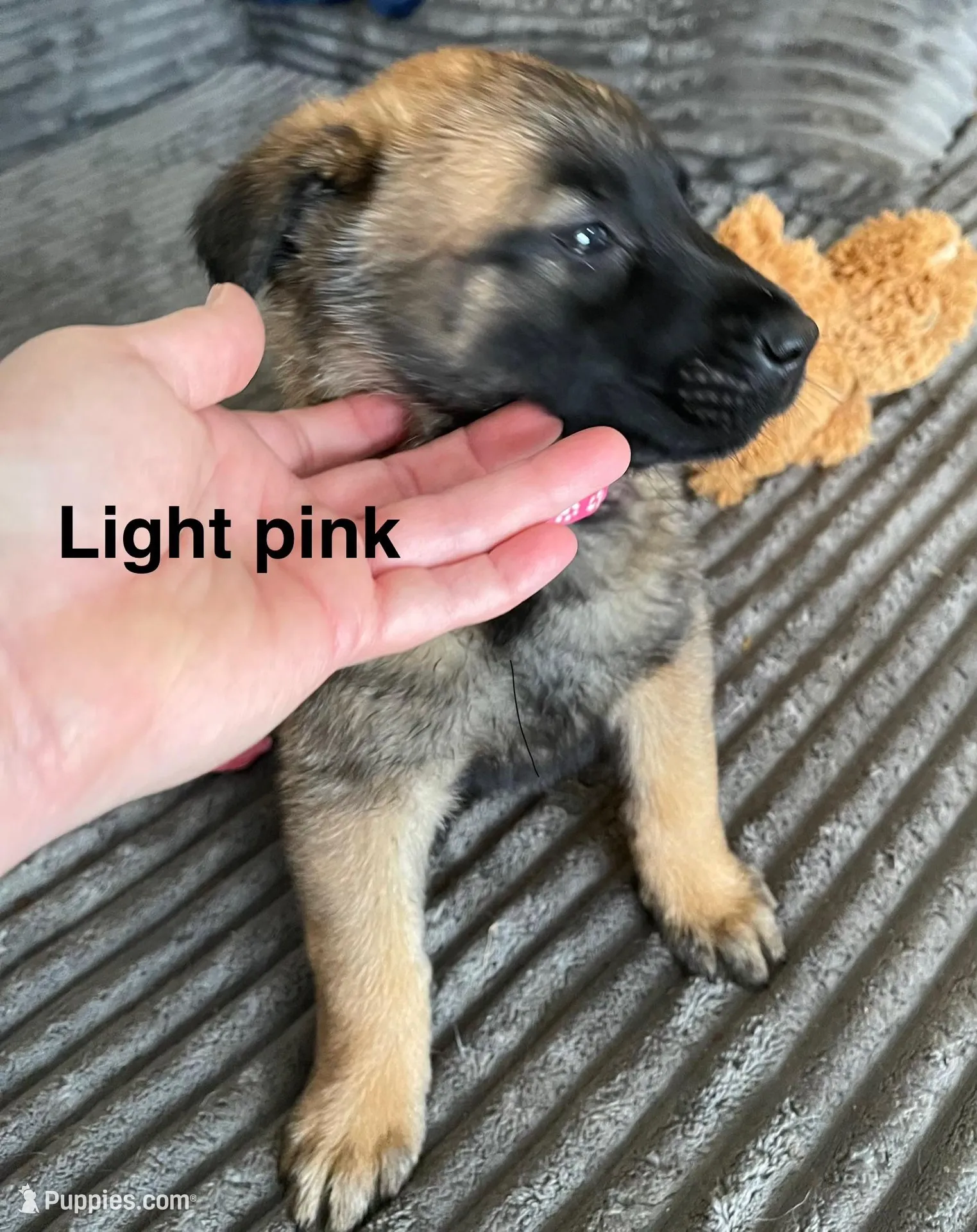 Light Pink Girl – Belgian Malinois puppy for sale in Sabattus, ME