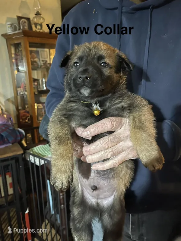 Yellow collar – Belgian Malinois puppy for sale in Sabattus, ME