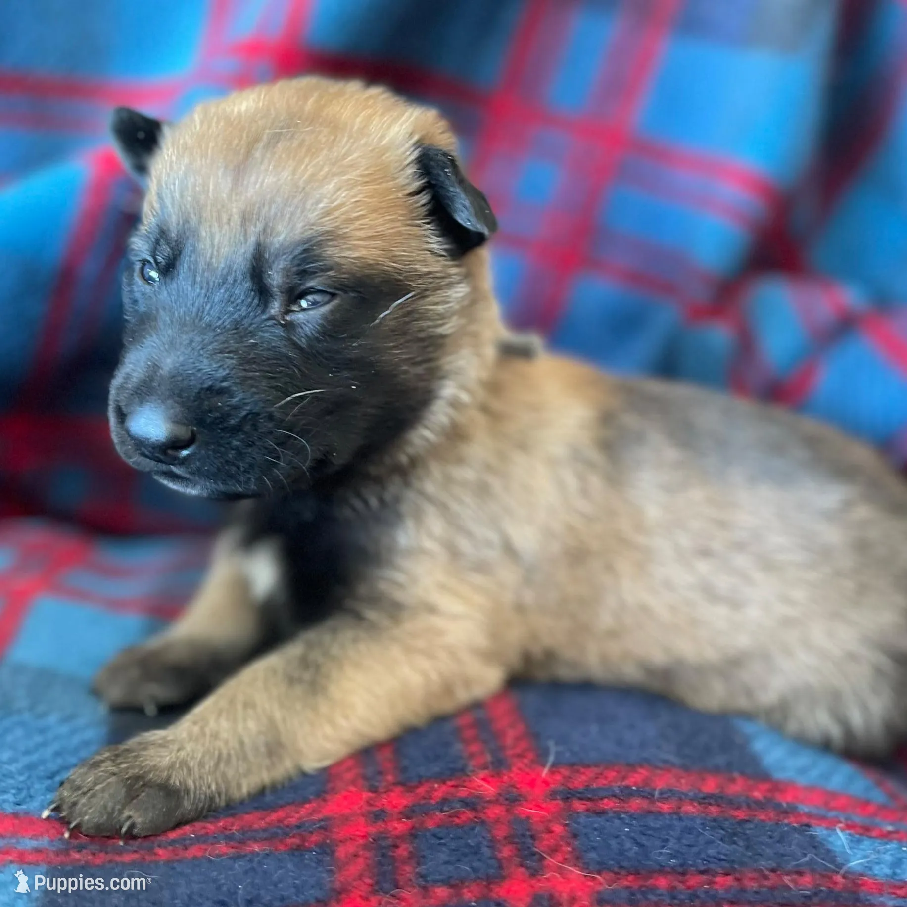 Yellow collar, a male Belgian Malinois for sale in Sabattus, ME – Photo 3 of 3
