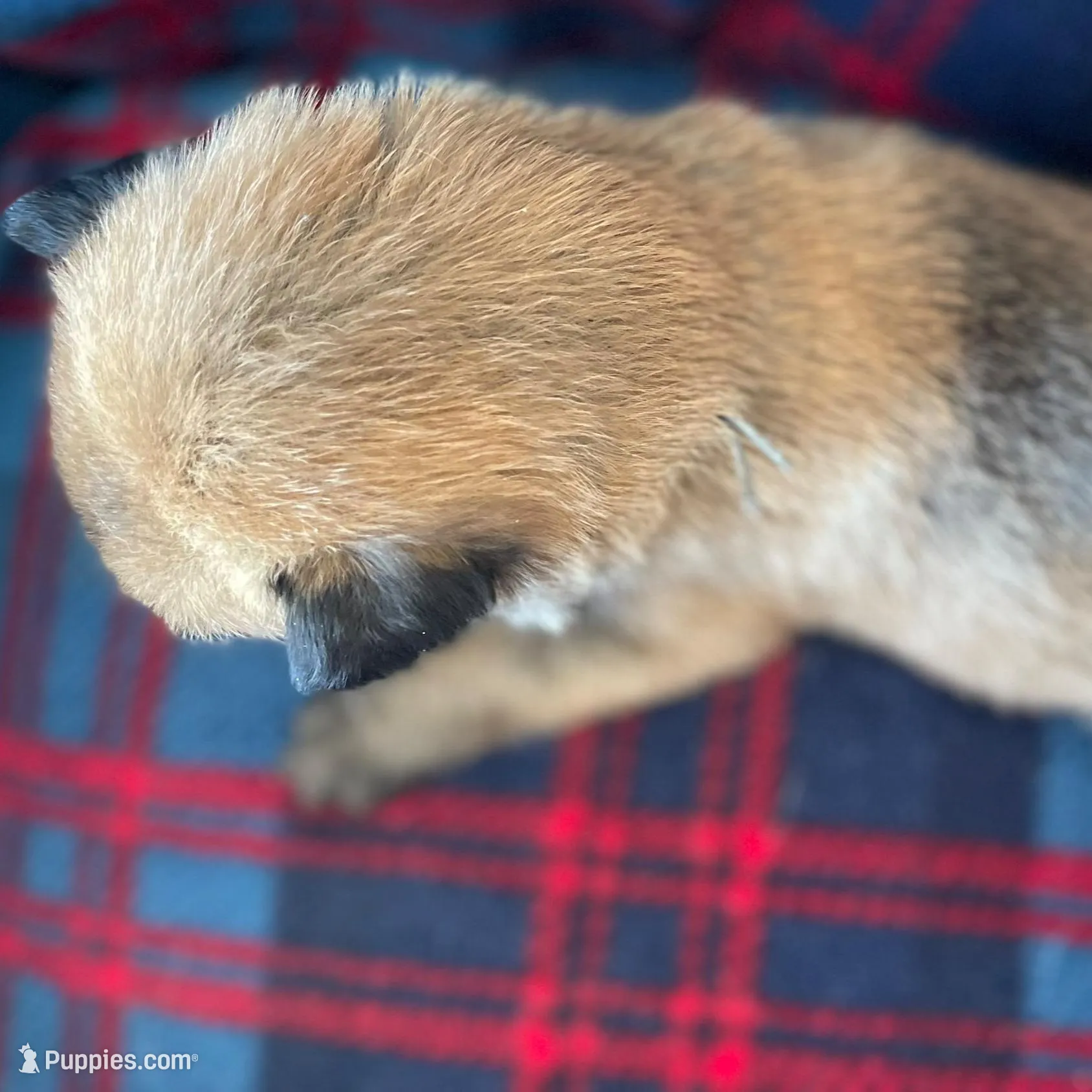 Yellow collar, a male Belgian Malinois for sale in Sabattus, ME – Photo 2 of 3