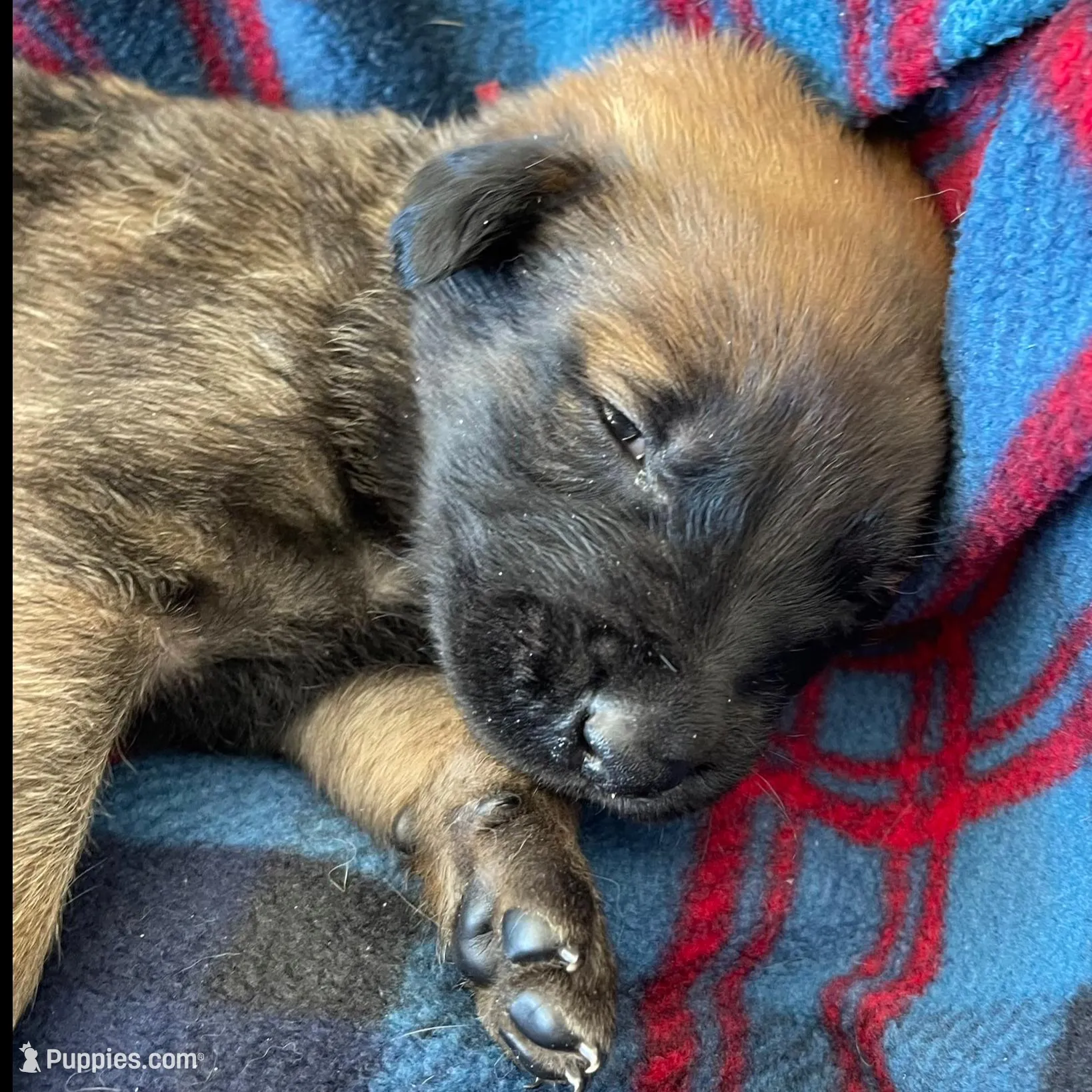 Red collar, a male Belgian Malinois for sale in Sabattus, ME – Photo 3 of 3