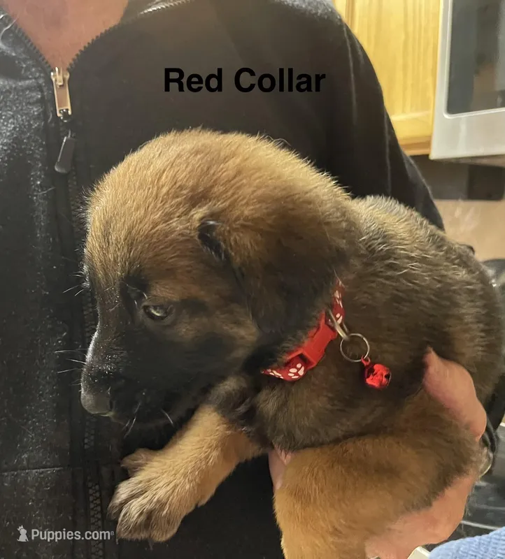 Red collar – Belgian Malinois puppy for sale in Sabattus, ME
