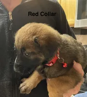 Red collar, a male Belgian Malinois for sale in Sabattus, ME – Photo 2 of 5