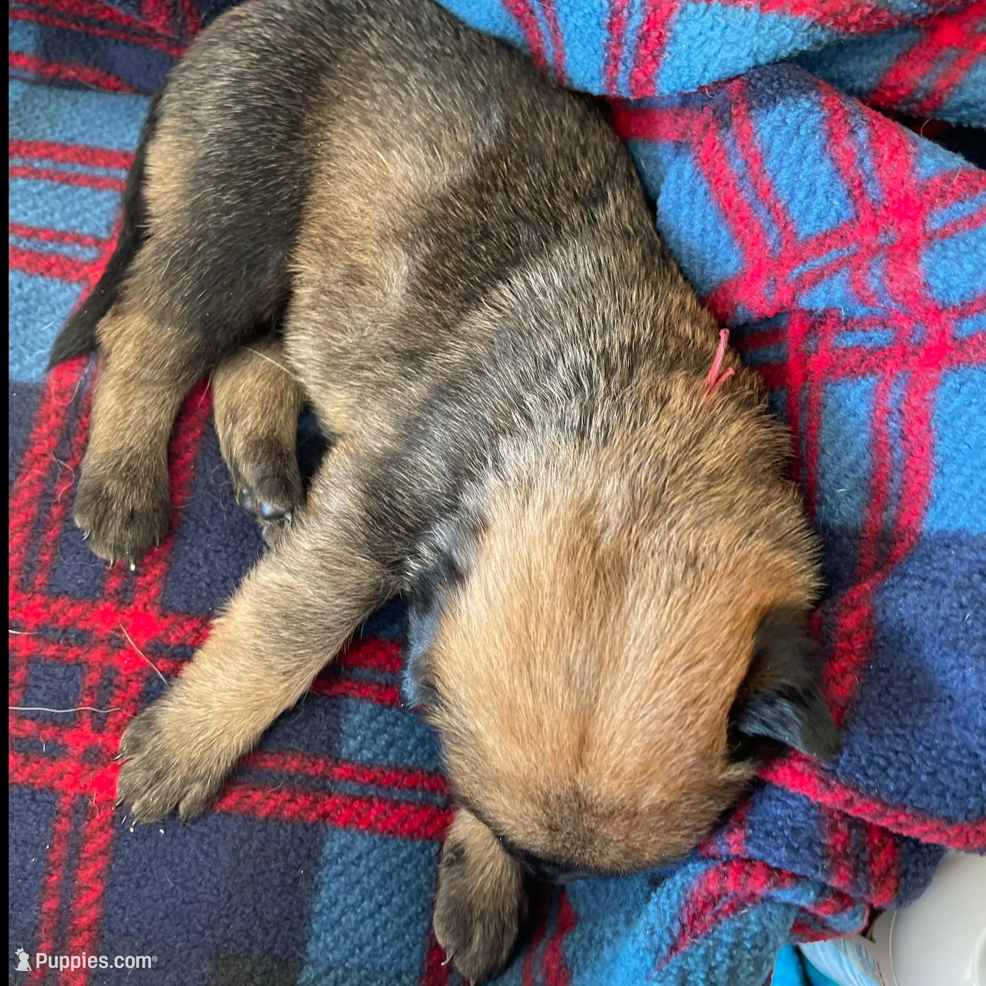 Red collar, a male Belgian Malinois for sale in Sabattus, ME – Photo 2 of 3