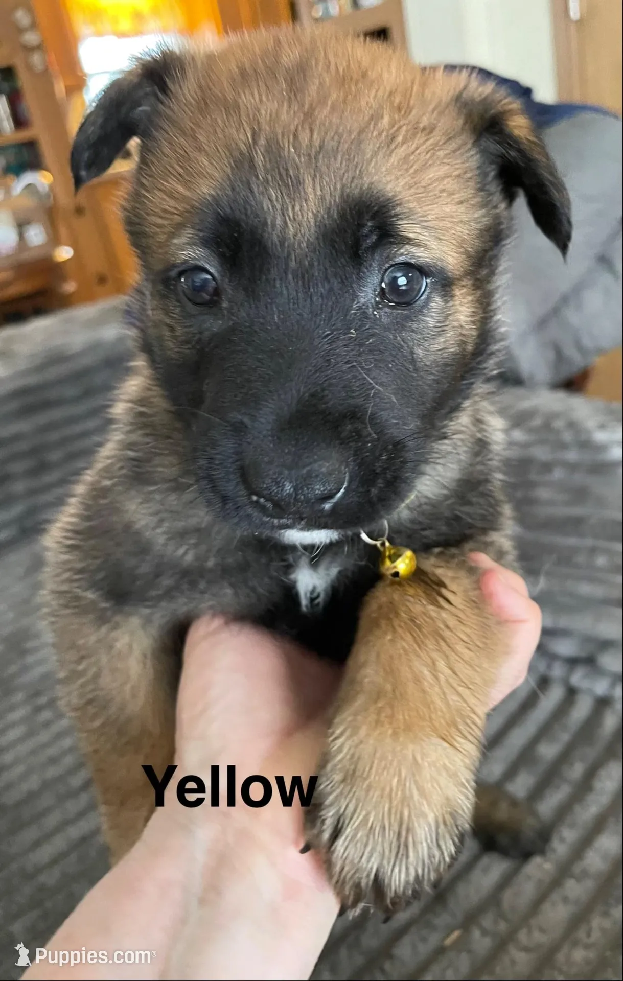 Yellow collar – Belgian Malinois puppy for sale in Sabattus, ME
