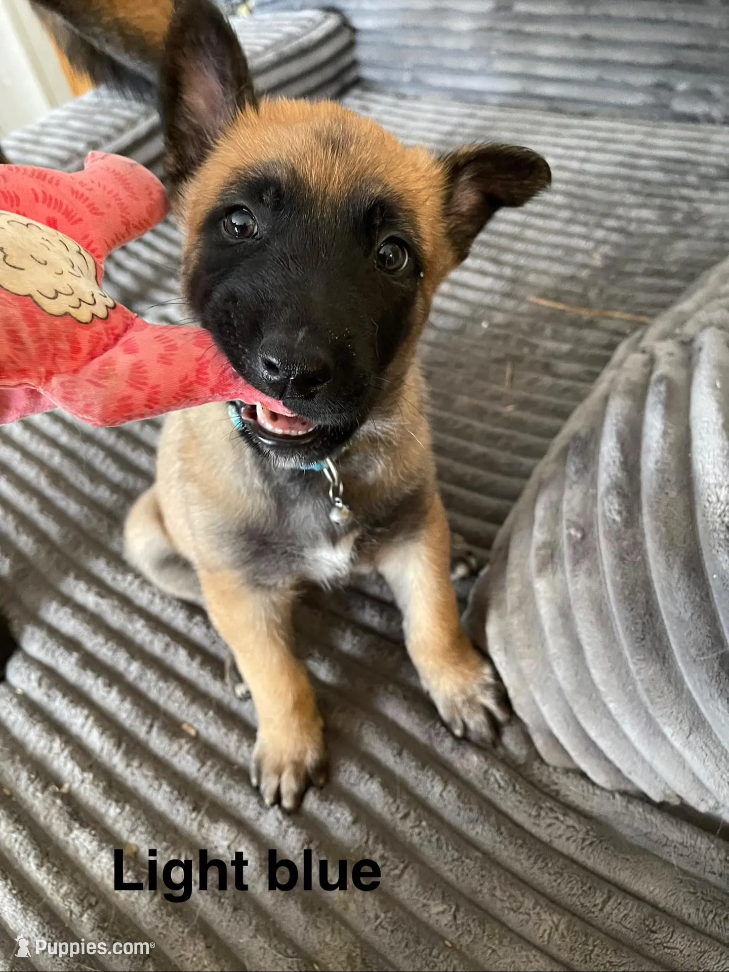 Light blue collar  – Belgian Malinois puppy for sale in Sabattus, ME