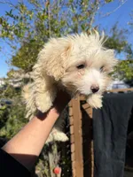 Shrimp, a male Maltipoo for sale in Santa Ana, CA – Photo 1 of 2