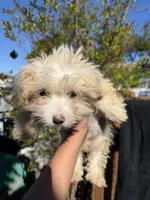 Shrimp, a male Maltipoo for sale in Santa Ana, CA – Photo 2 of 2
