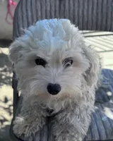 Staffs, a female Maltipoo for sale in Santa Ana, CA – Photo 2 of 2