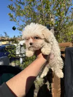 Blossom, a female Maltipoo for sale in Santa Ana, CA – Photo 1 of 2