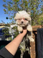 Blossom, a female Maltipoo for sale in Santa Ana, CA – Photo 2 of 2