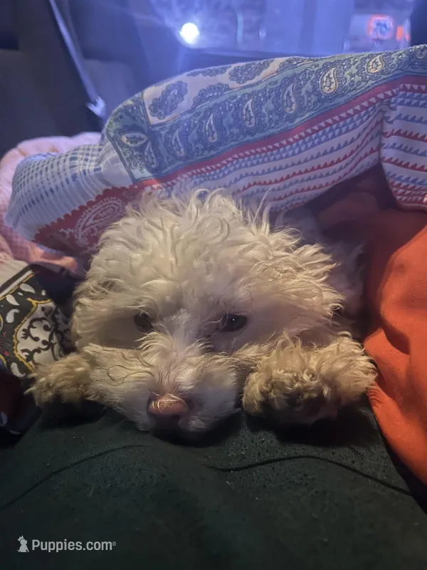 Flower, a female Maltipoo for sale in Santa Ana, CA – Photo 1 of 2