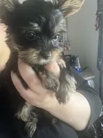 Teacup Yorkie girl, a male Yorkshire Terrier for sale in Ontario, CA – 1 of 2
