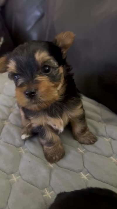 Teacup Girl, a female Yorkshire Terrier for sale in Ontario, CA – 2 of 2