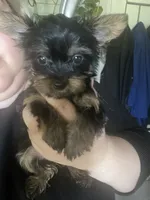 Teacup Yorkie girl, a male Yorkshire Terrier for sale in Ontario, CA – 2 of 2