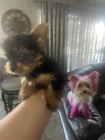 Micro Teacup Yorkie Boy, a male Yorkshire Terrier for sale in Ontario, CA – 3 of 4