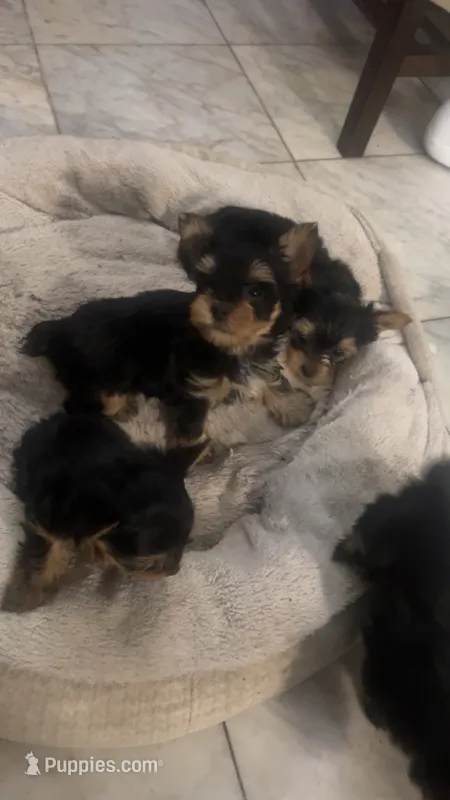 Teacup boy, a male Yorkshire Terrier for sale in Ontario, CA – 1 of 5