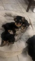 Teacup boy, a male Yorkshire Terrier for sale in Ontario, CA – 1 of 5