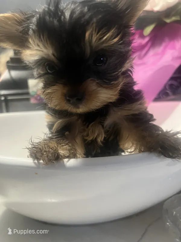 Micro Teacup Yorkie Boy – Yorkshire Terrier puppy for sale in Ontario, CA
