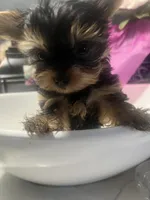 Micro Teacup Yorkie Boy, a male Yorkshire Terrier for sale in Ontario, CA – 1 of 4