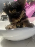 Micro Teacup Yorkie Boy, a male Yorkshire Terrier for sale in Ontario, CA – 2 of 4