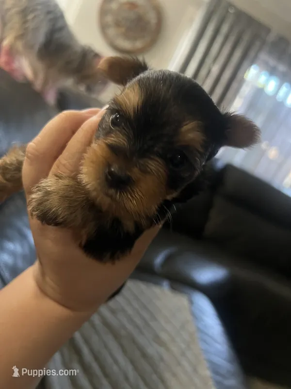 Teacup Girl – Yorkshire Terrier puppy for sale in Ontario, CA