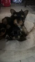 Teacup boy, a male Yorkshire Terrier for sale in Ontario, CA – 2 of 5