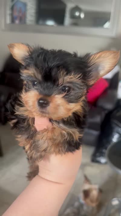 Micro Teacup Yorkie Boy, a male Yorkshire Terrier for sale in Ontario, CA – 4 of 4