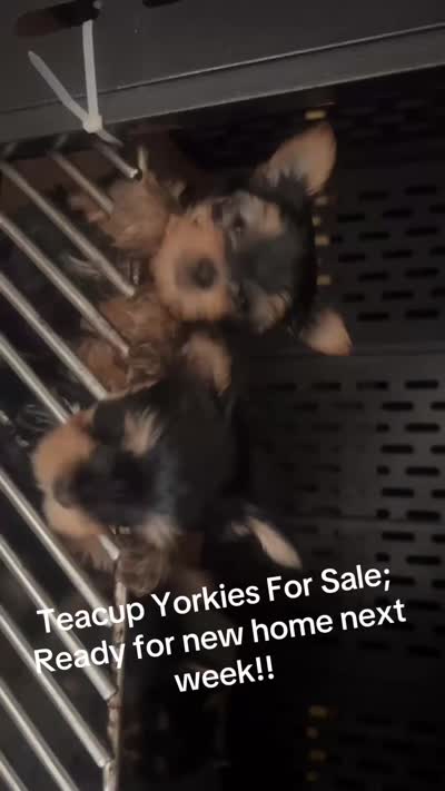 Teacup boy, a male Yorkshire Terrier for sale in Ontario, CA – 4 of 5