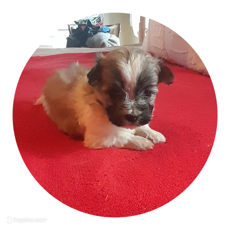 Barry – Maltipoo puppy for sale in Oxford, NC