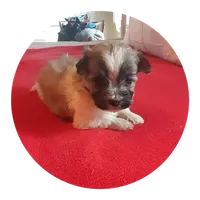 Barry, a male Maltipoo for sale in Oxford, NC – 1 of 2