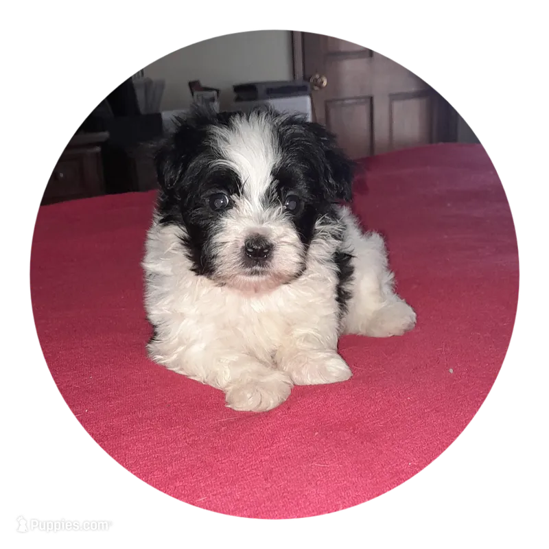 Baxter – Maltipoo puppy for sale in Oxford, NC