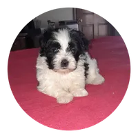 Baxter, a male Maltipoo for sale in Oxford, NC – 1 of 2