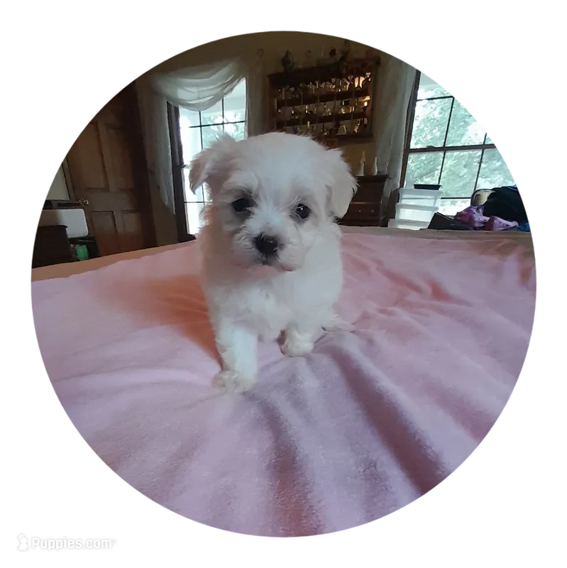 Anna – Maltipoo puppy for sale in Oxford, NC