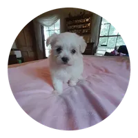 Anna, a female Maltipoo for sale in Oxford, NC – 1 of 2